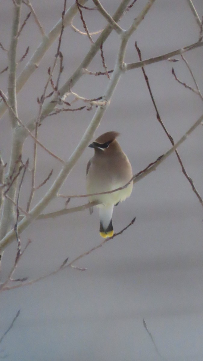 Cedar Waxwing - ML646476144