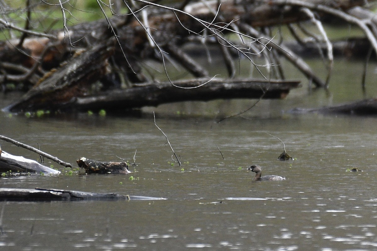 Pied-billed Grebe - ML646476145