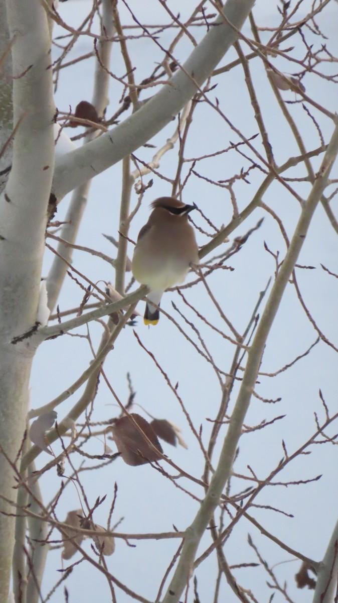 Zedernseidenschwanz - ML646476146