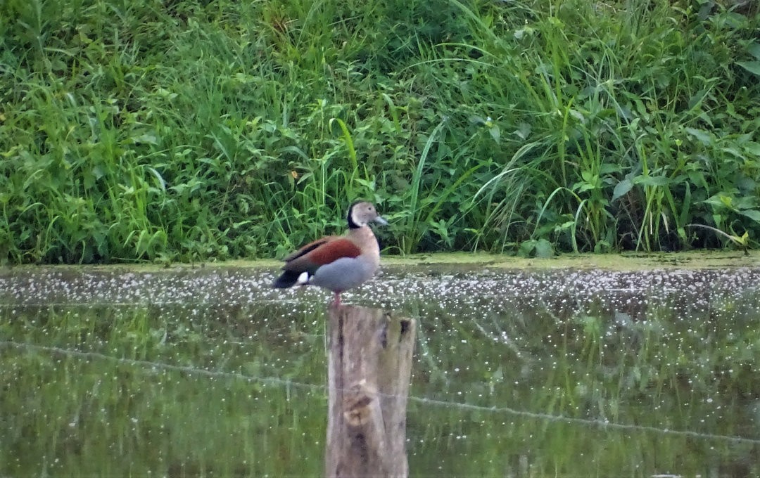 Rotschulterente - ML646476147