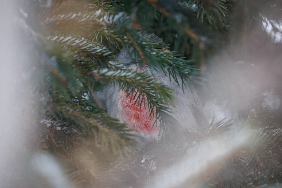 Schmalschnabelkardinal - ML646476148