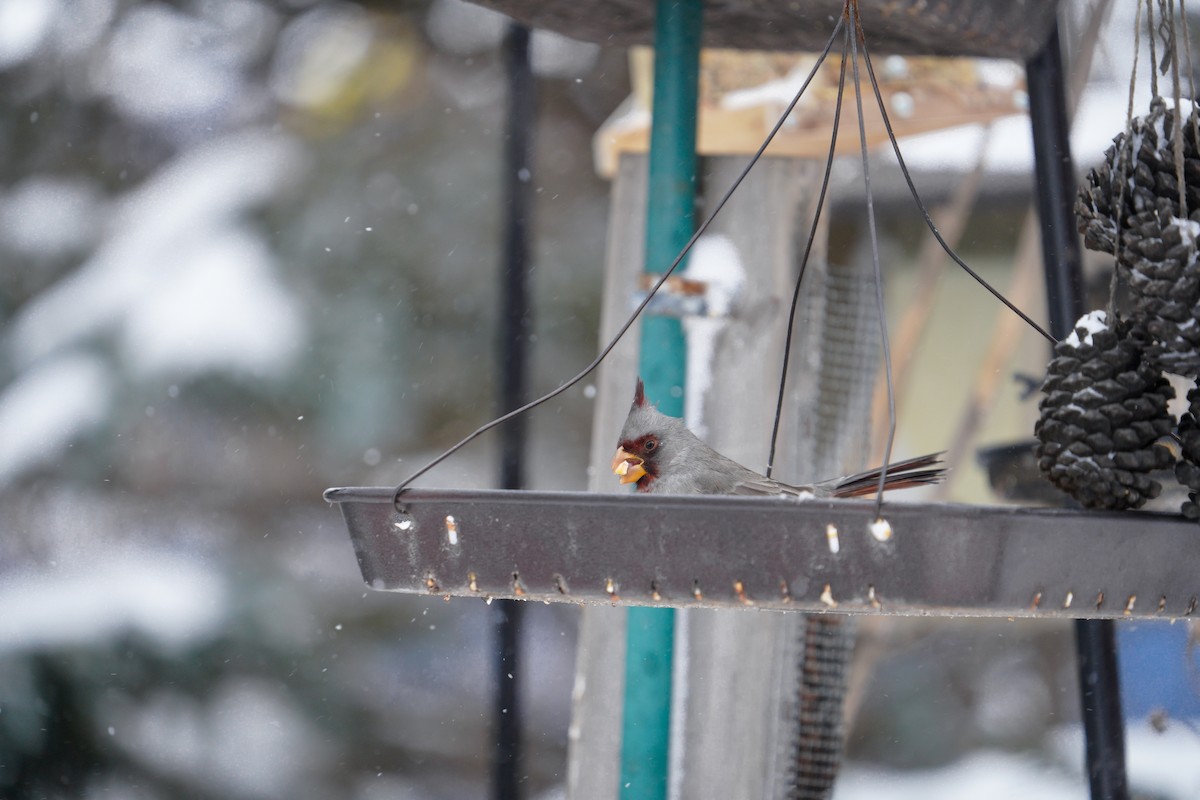 Schmalschnabelkardinal - ML646476149