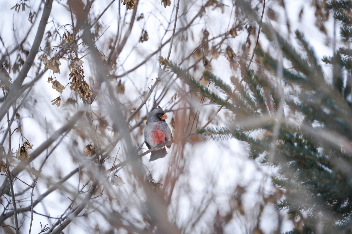 Schmalschnabelkardinal - ML646476150