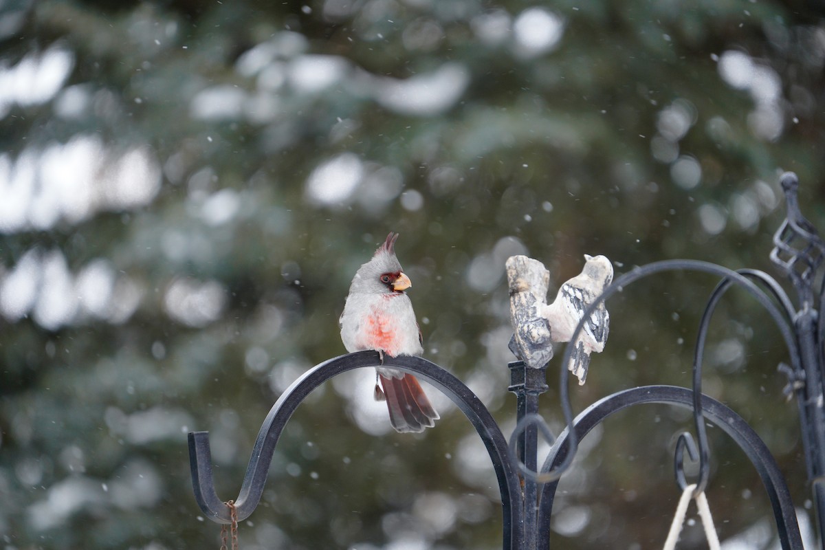 Schmalschnabelkardinal - ML646476151