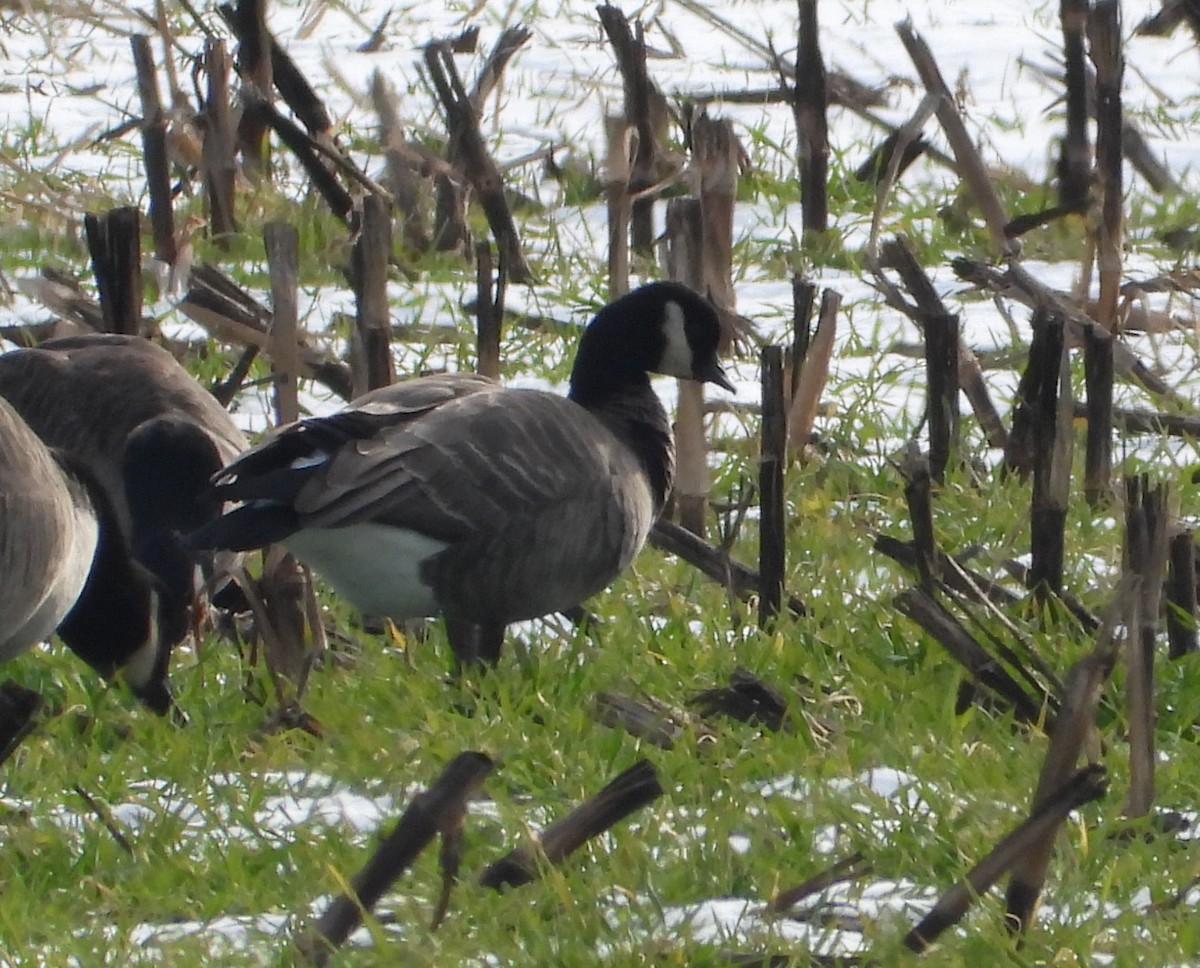 Cackling Goose (Richardson's) - ML646476153