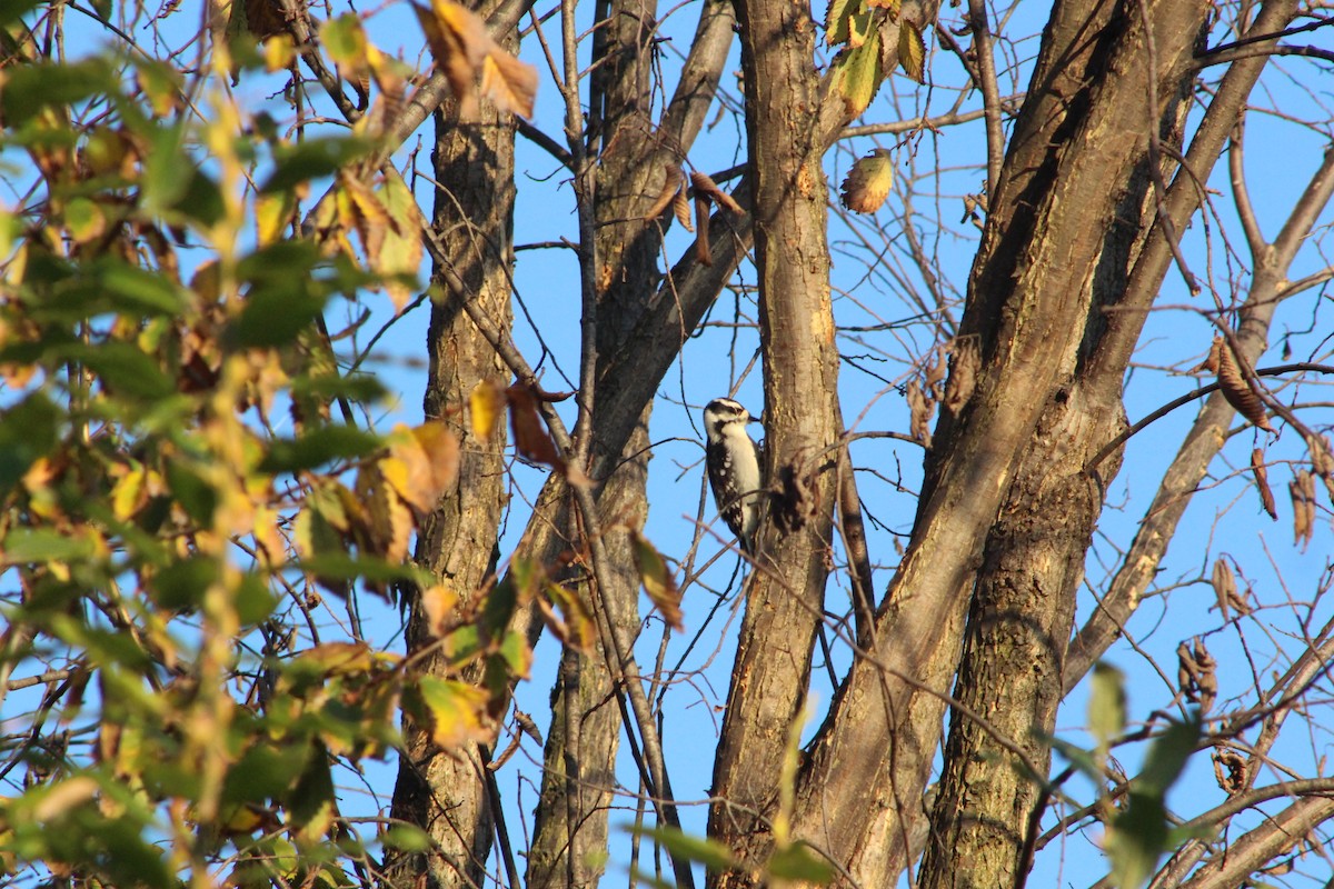 Dunenspecht - ML646476154