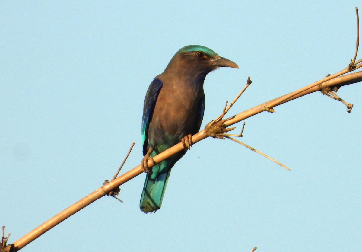 Purpurbrustracke - ML646476156