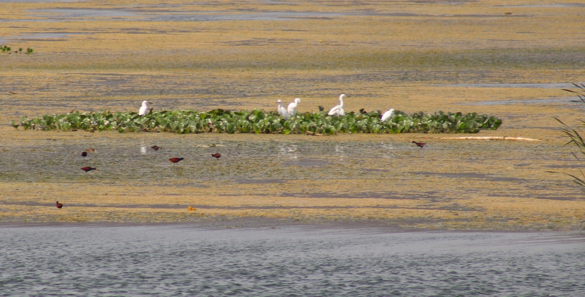 Schmuckreiher - ML646476159