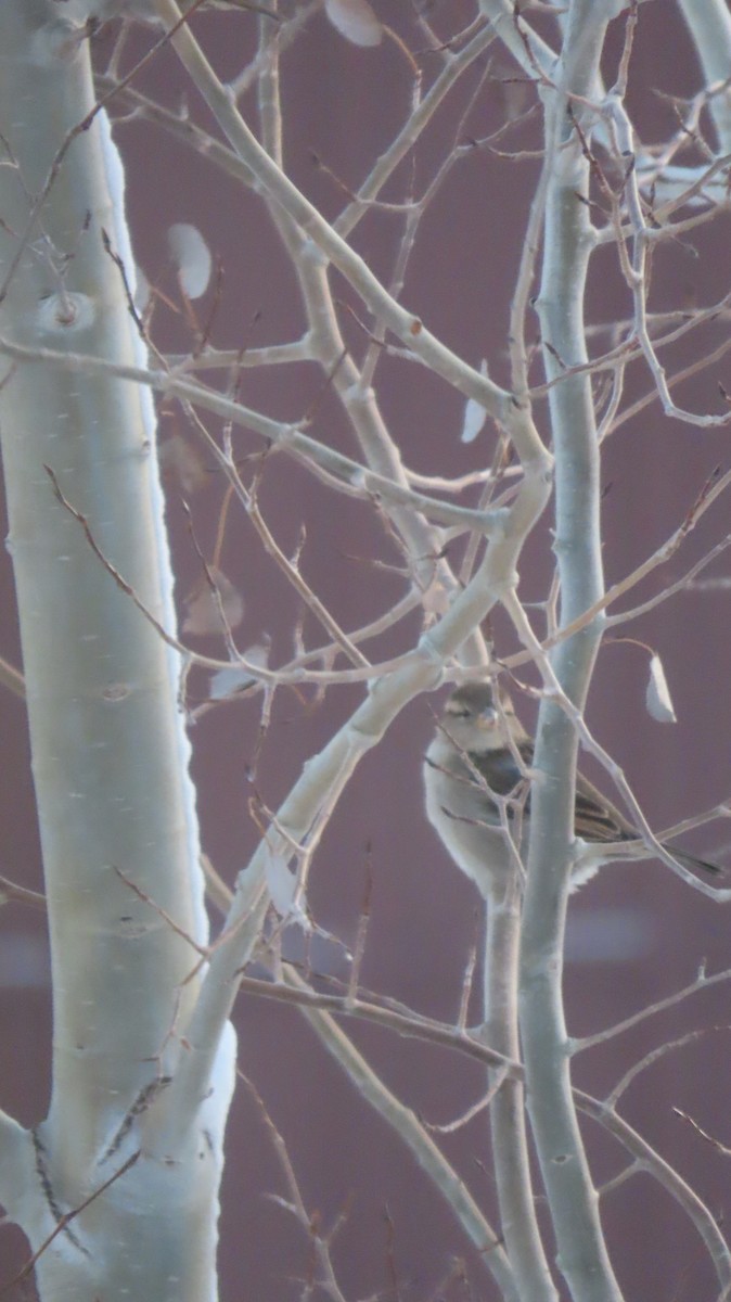 Haussperling - ML646476160