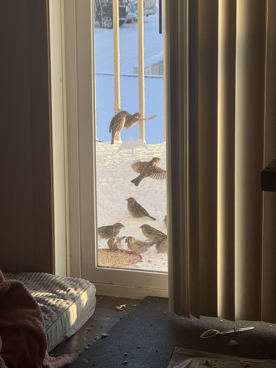 Haussperling - ML646476161