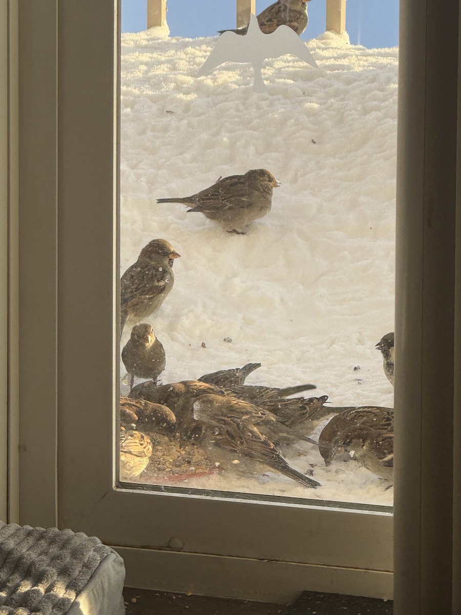 Haussperling - ML646476162