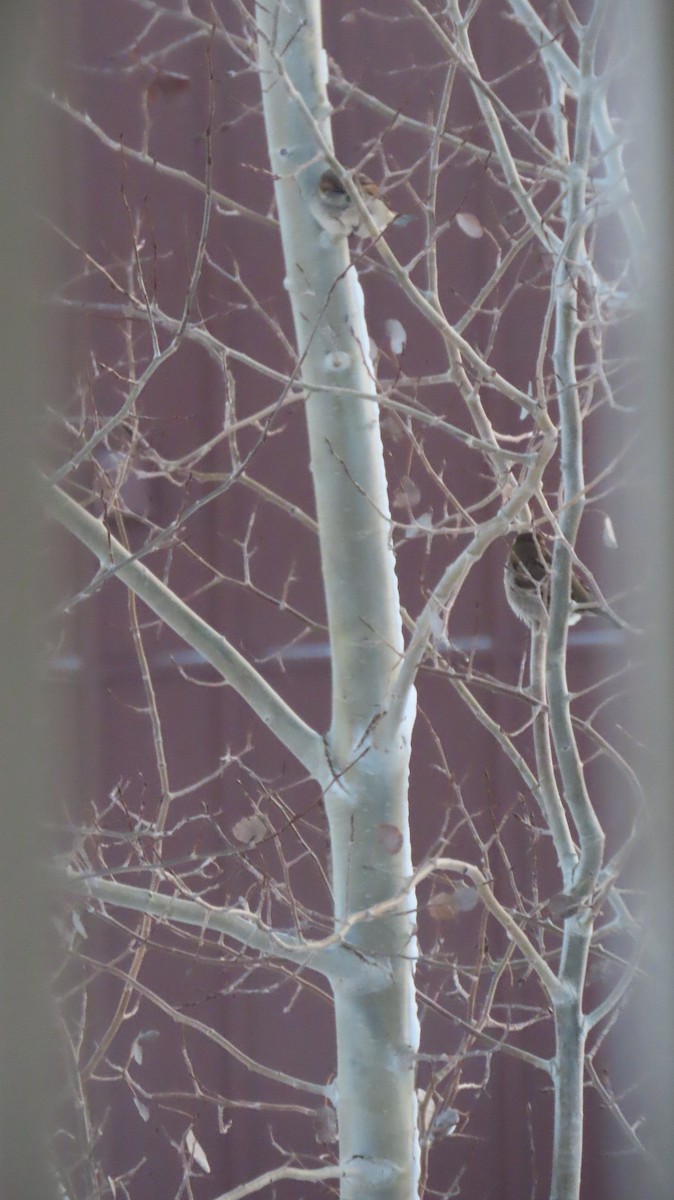 Haussperling - ML646476163