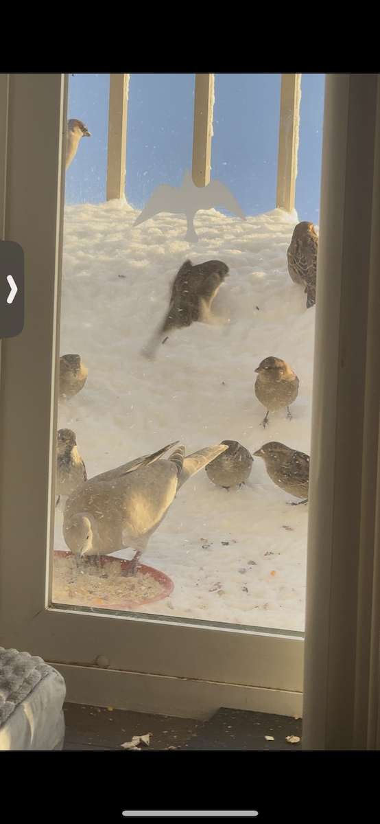 Haussperling - ML646476164