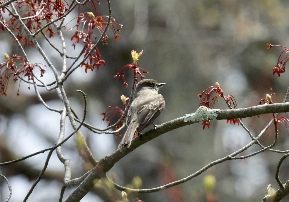 Weißbauch-Phoebetyrann - ML646476166
