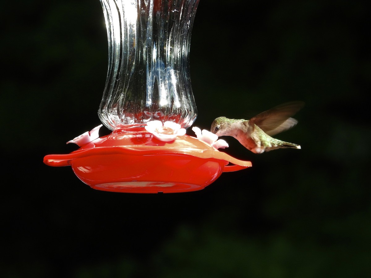 Rubinkehlkolibri - ML646476169