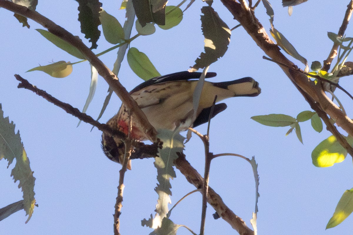 Rose-breasted Grosbeak - ML646476171