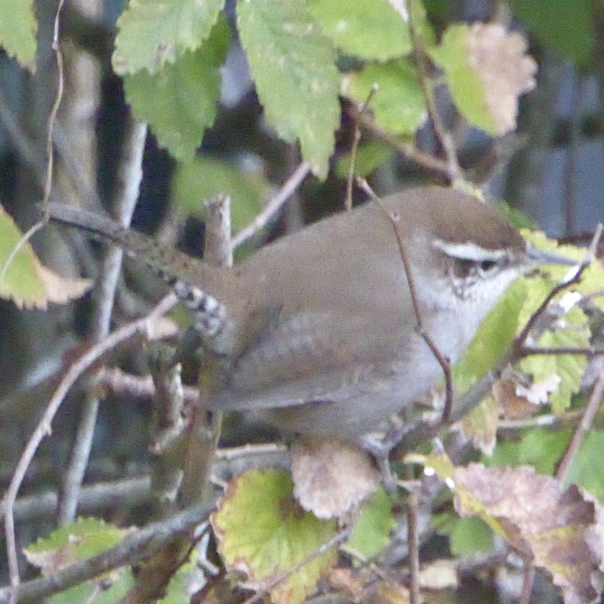 Buschzaunkönig - ML646476172