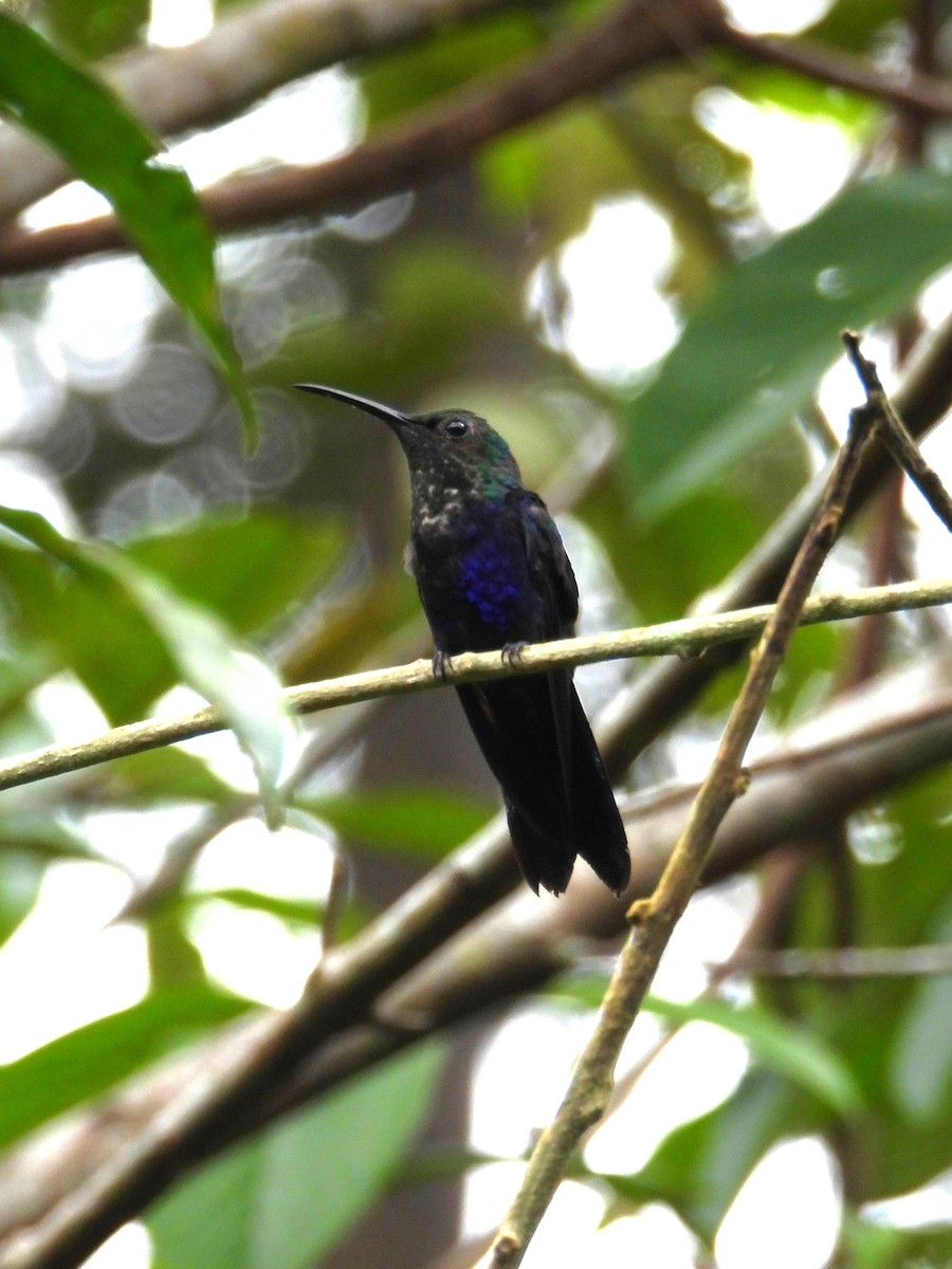 Schwalbennymphe - ML646476173