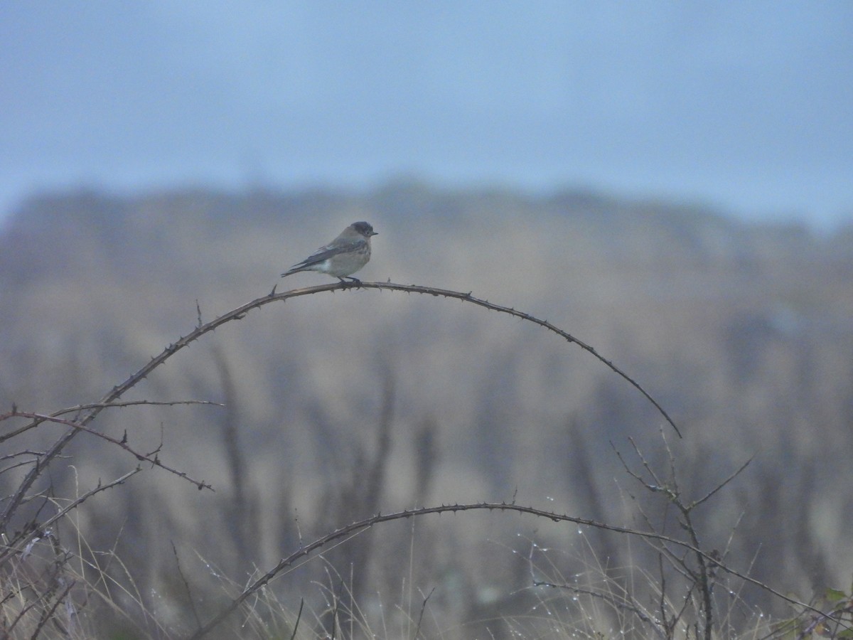 Berghüttensänger - ML646476174