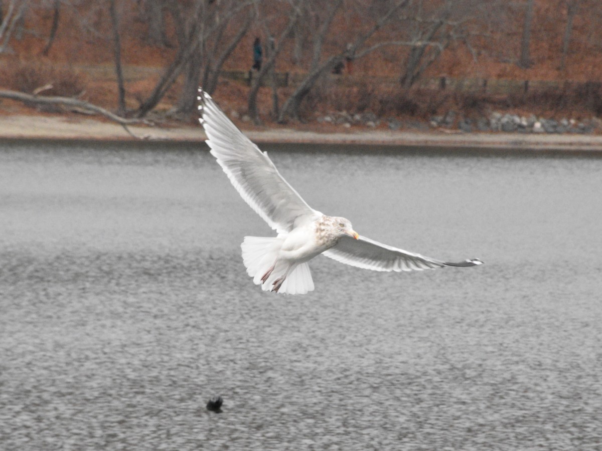 Kanadamöwe - ML646476176