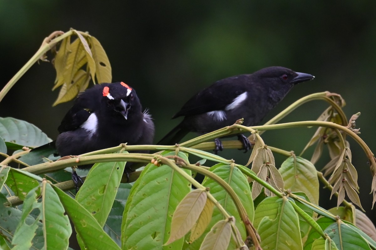 Rotbrauentangare - ML646476177