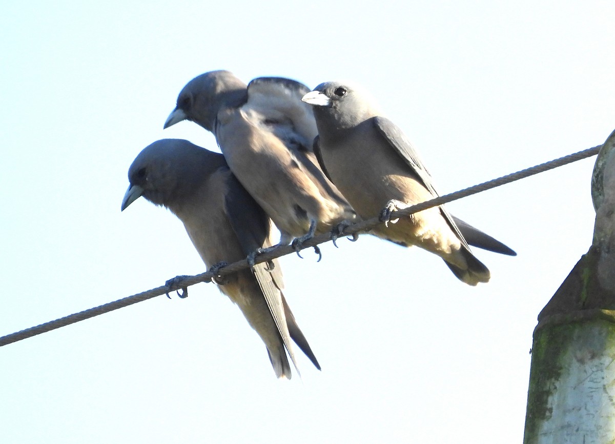 Grauschwalbenstar - ML646476179