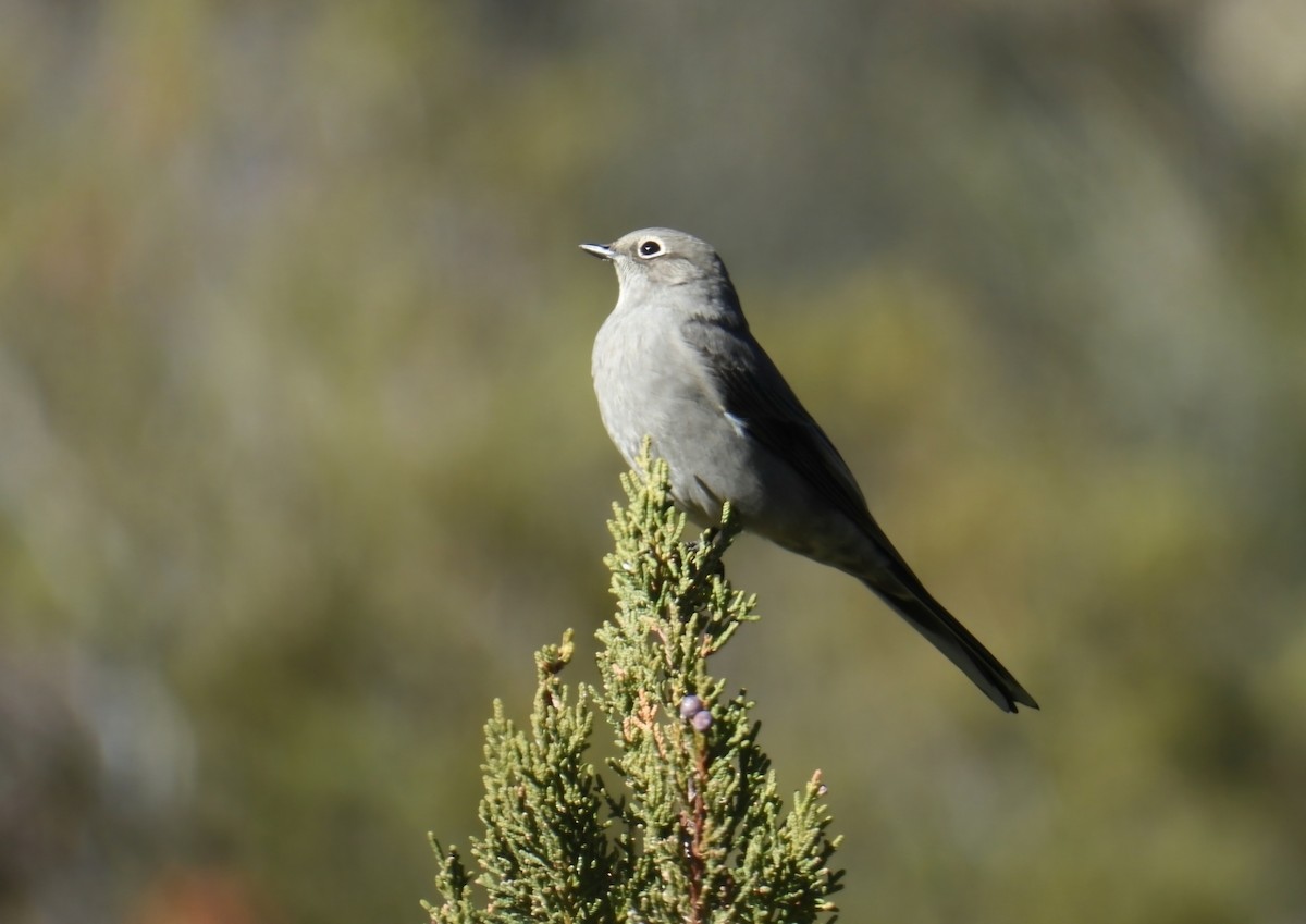 Townsendklarino - ML646476180