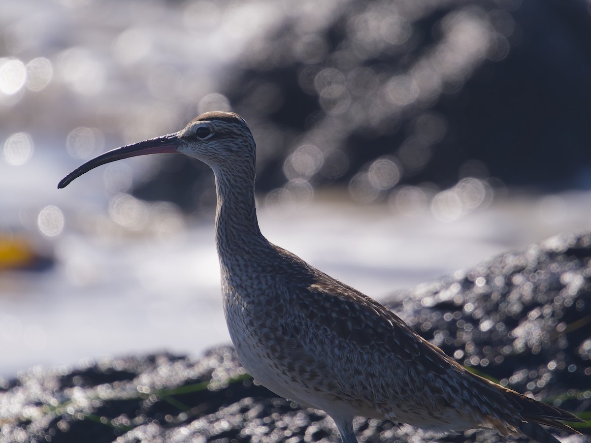 Hudsonbrachvogel - ML646476181