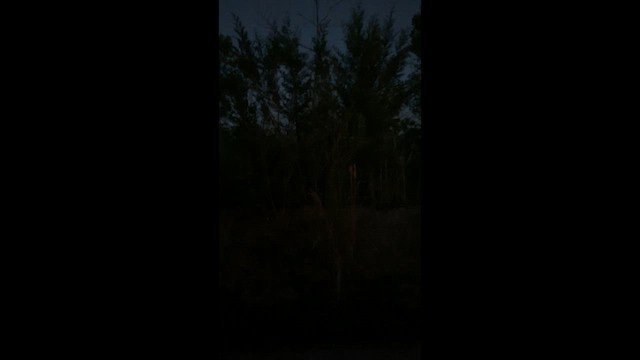 lelek karolinský - ML646476183