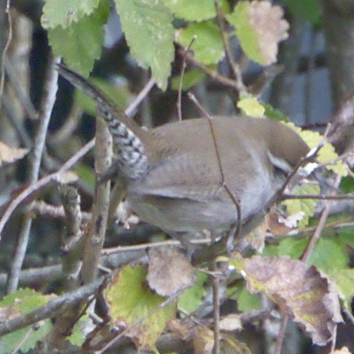 Підбуреник - ML646476186