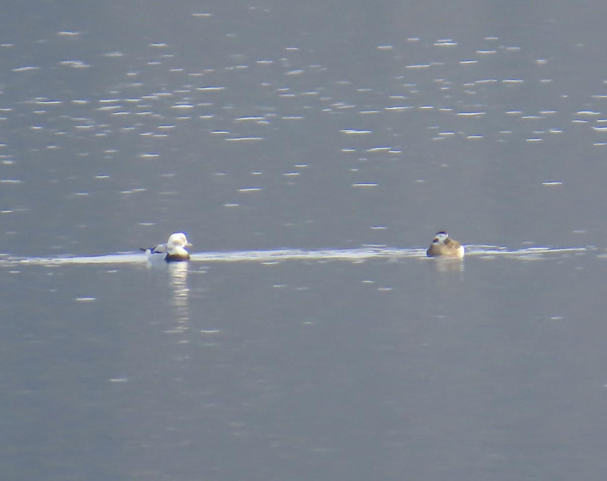 Long-tailed Duck - ML646476187