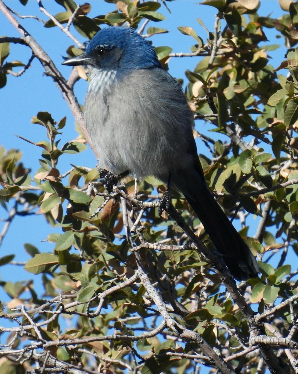 Woodhouse's Scrub-Jay (Woodhouse's) - ML646476193