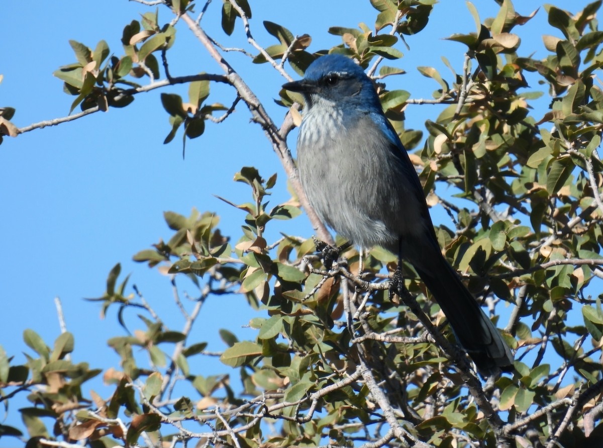 Woodhouse's Scrub-Jay (Woodhouse's) - ML646476194