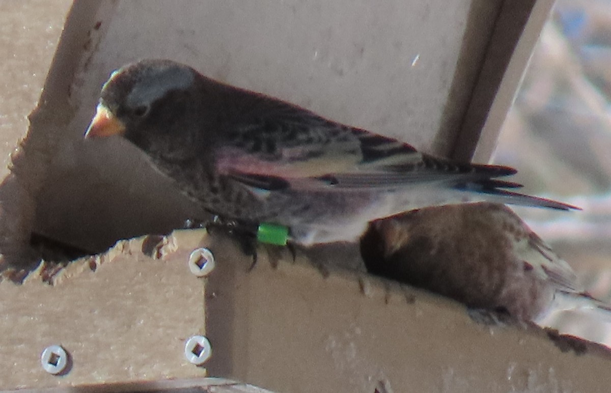 Black Rosy-Finch - ML646476195