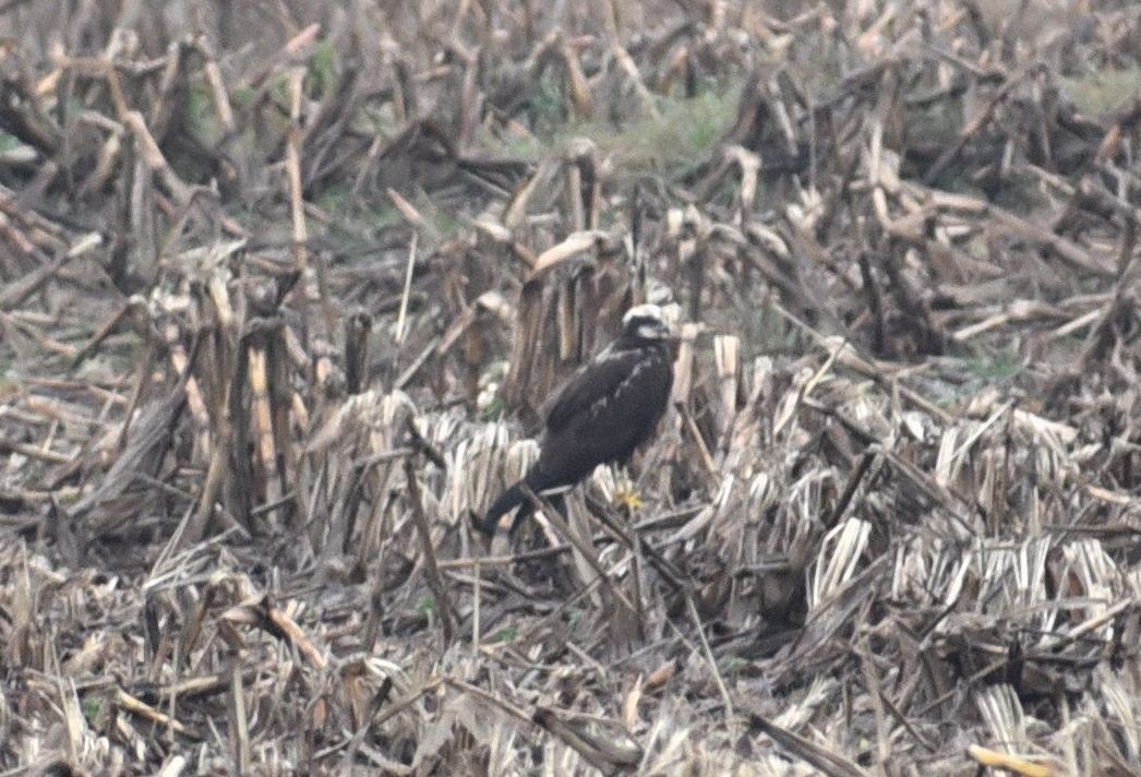 Western Marsh Harrier - ML646476196