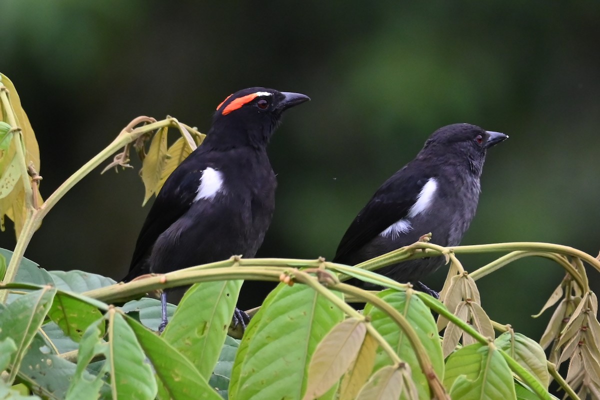 Scarlet-browed Tanager - ML646476198