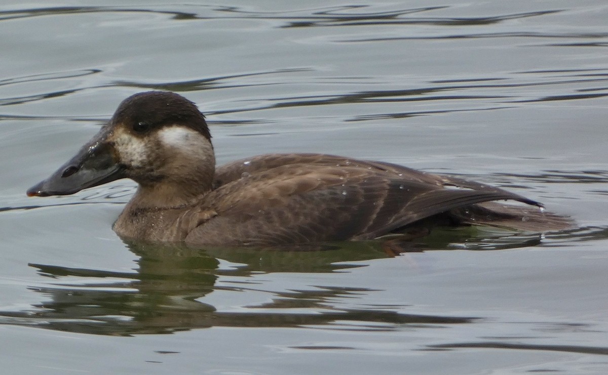 Surf Scoter - ML646476200