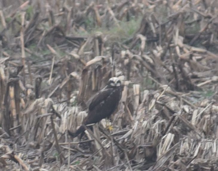 Western Marsh Harrier - ML646476201