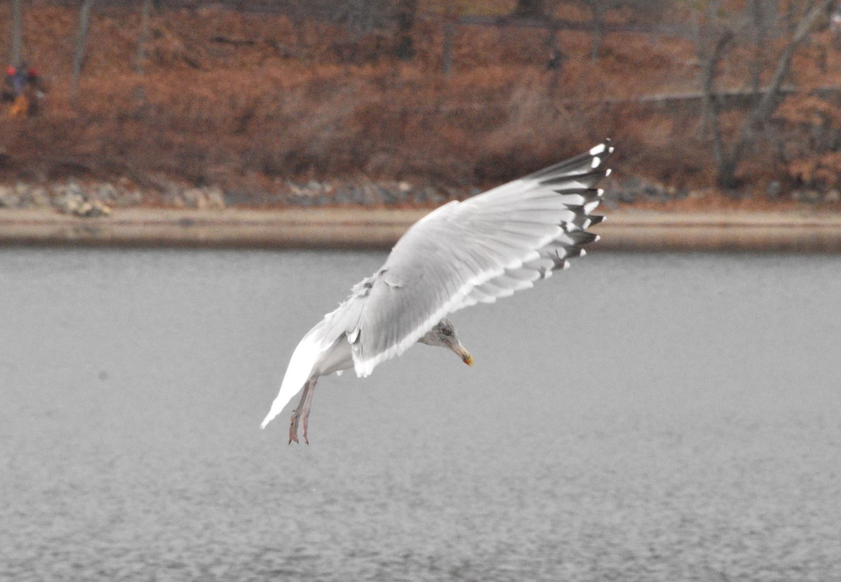 American Herring Gull - ML646476202