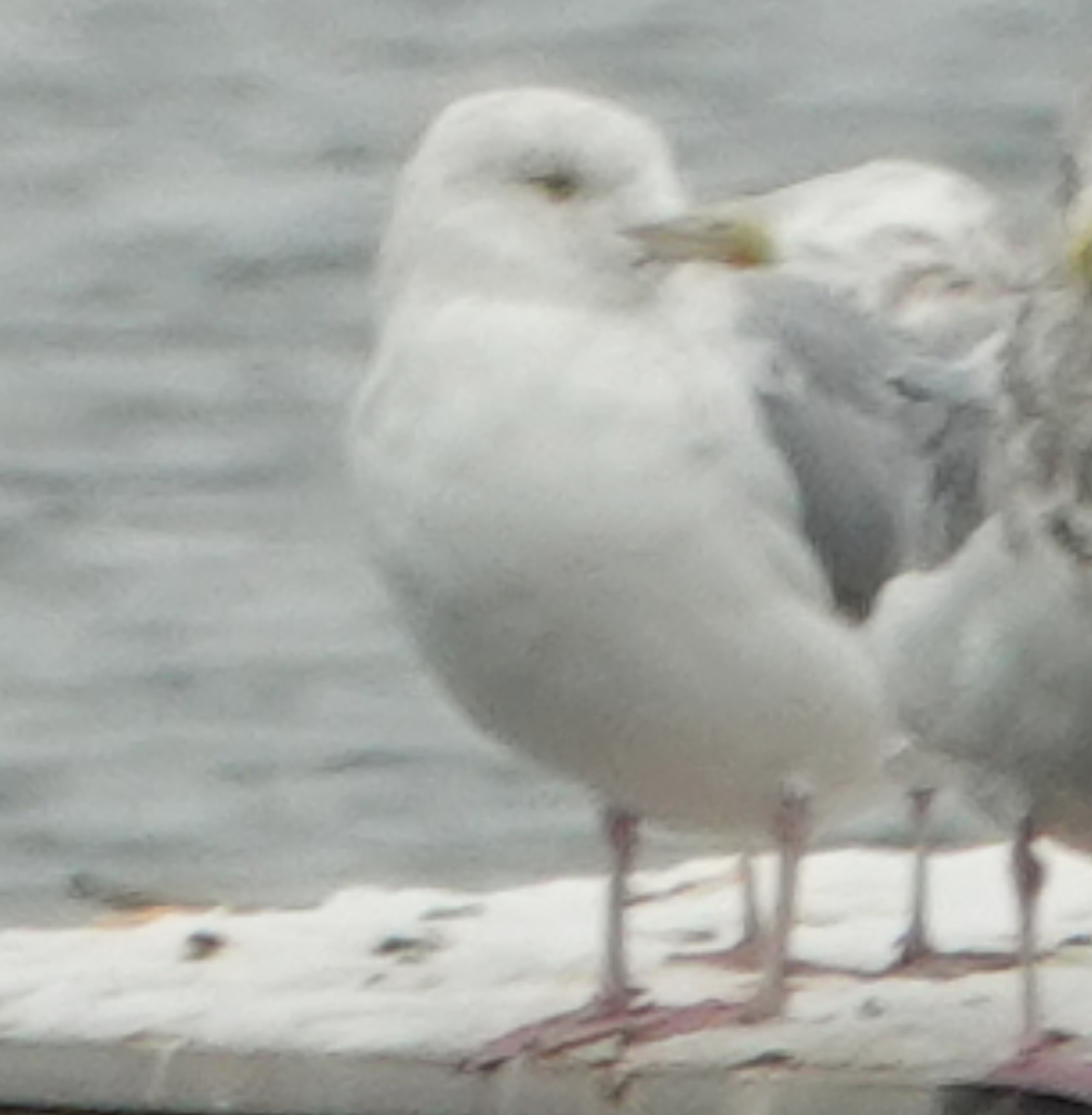 American Herring Gull - ML646476204