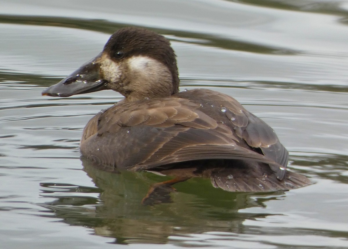Surf Scoter - ML646476205