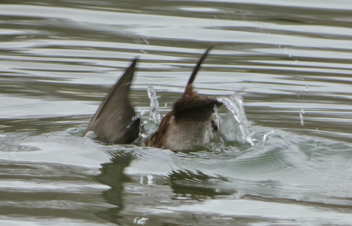 Surf Scoter - ML646476211