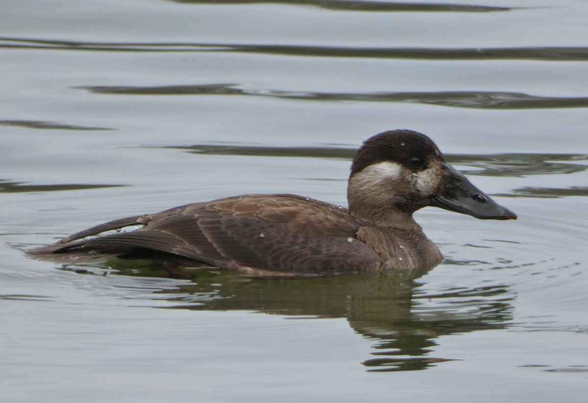 Surf Scoter - ML646476213