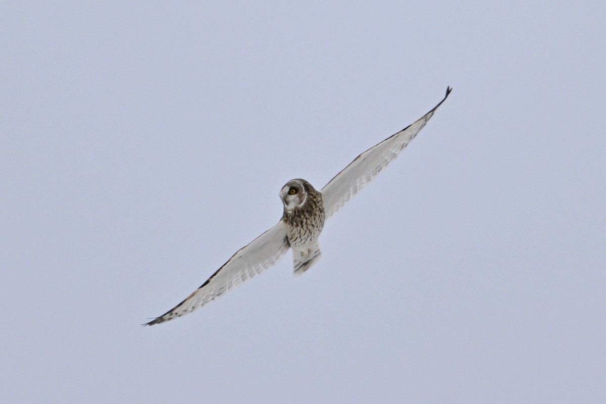 Хулгар гуйванга - ML646476214