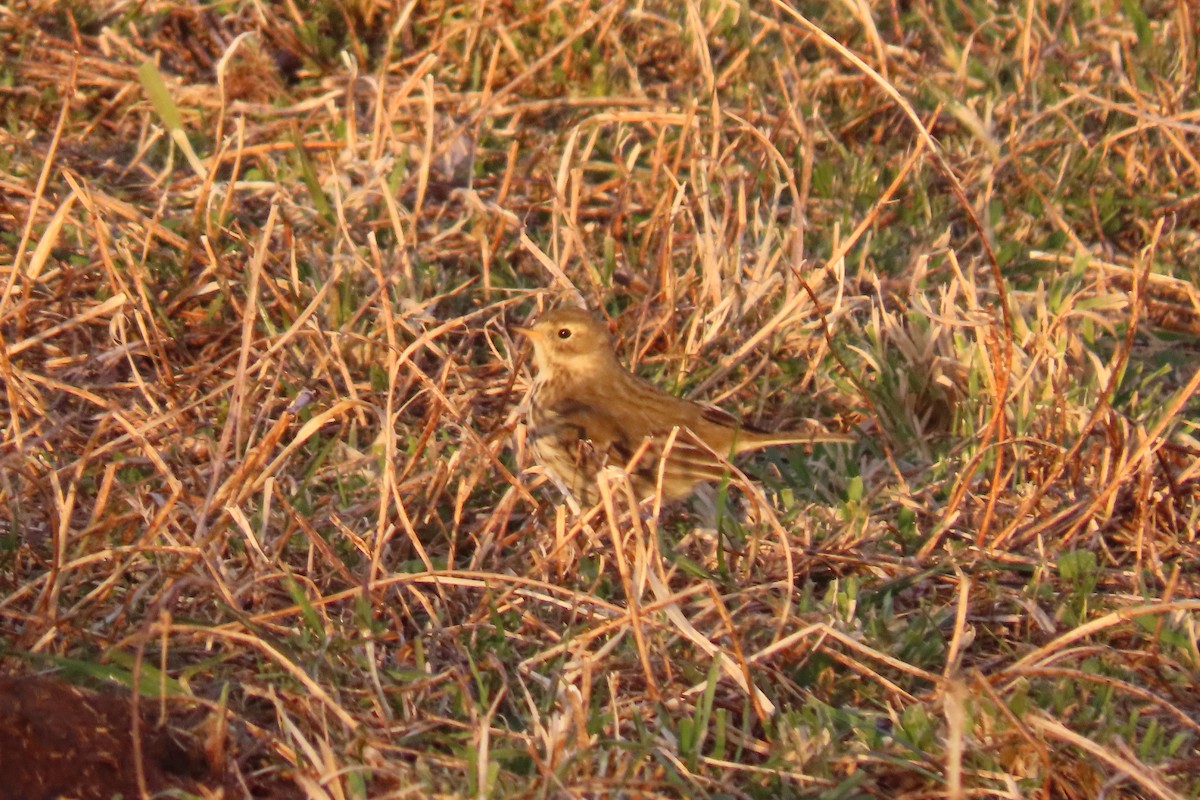 פפיון אמריקני - ML646476215