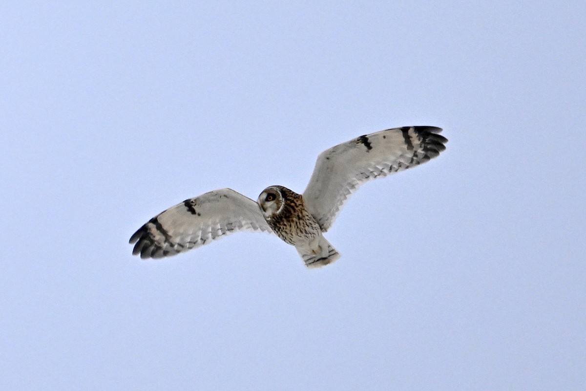 Хулгар гуйванга - ML646476216