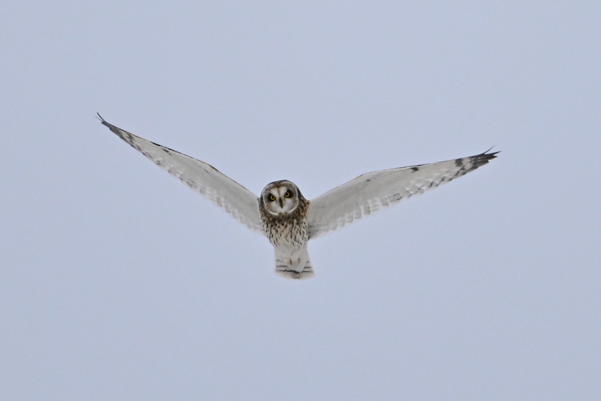 Хулгар гуйванга - ML646476219