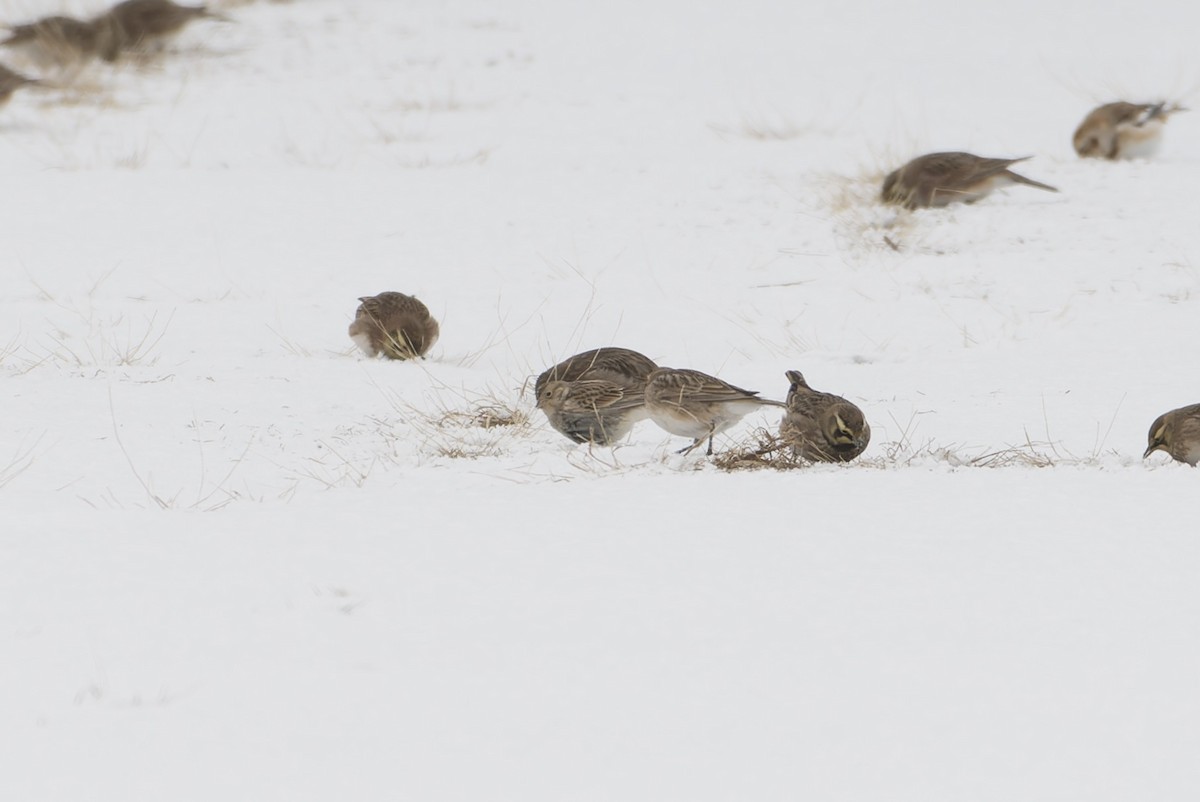 Chestnut-collared Longspur - ML646476220