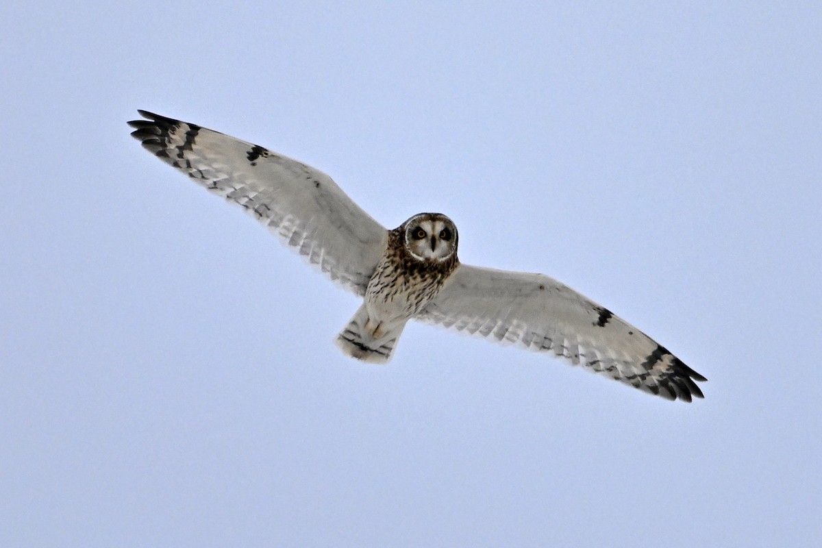 Хулгар гуйванга - ML646476221