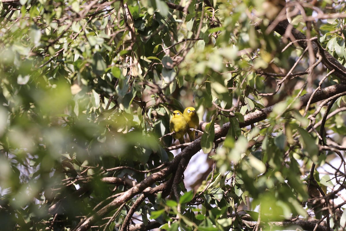 Kikuyu White-eye - ML646476222